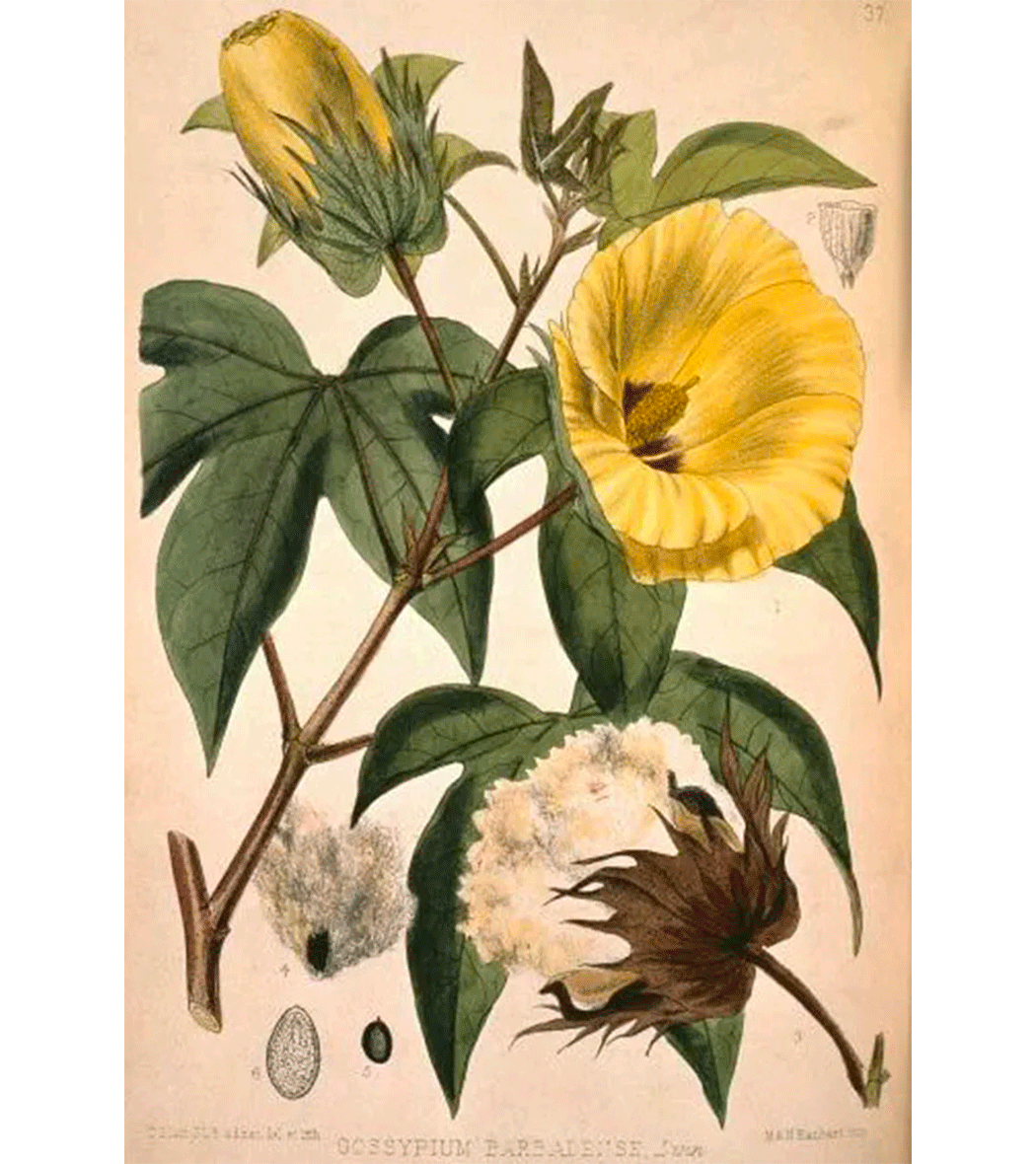 Luca Faloni Cotton Plant